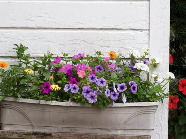 bac à fleurs géraniums