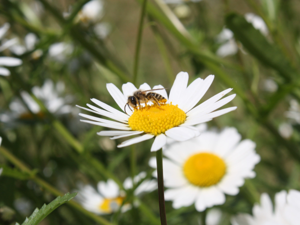 Colletes