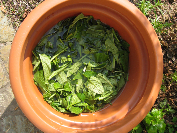Macération de feuilles de consoude dans un pot pour la préparation d'un purin.