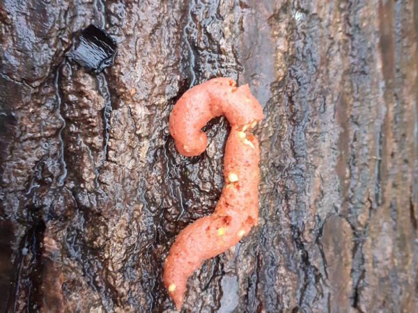 Crotte orange sur un tronc d'arbre