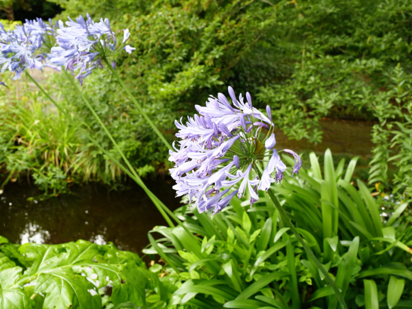 Collection flore au Jardin des Plantes