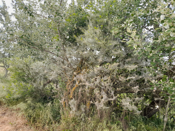 Arbuste chenilles hyponomeutes