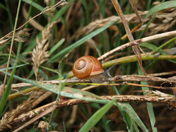 escargot sur un brin d'herbe