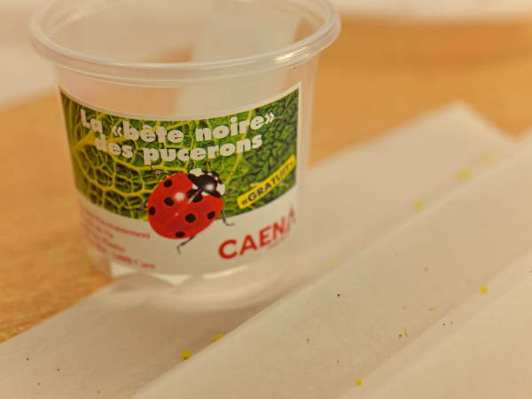 récipient contenant larves d'insectes