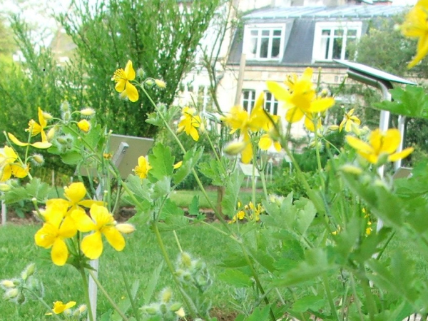 Plantes sauvages avec des fleurs jaunes