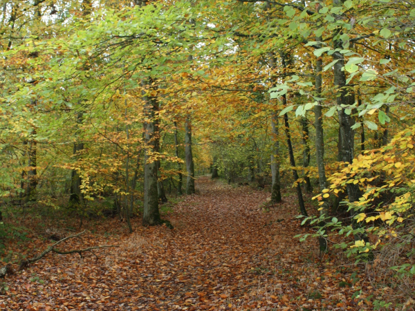 Joli décor de feuilles d'automne