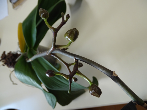 Boutons floraux sur tige d'orchidée papillon