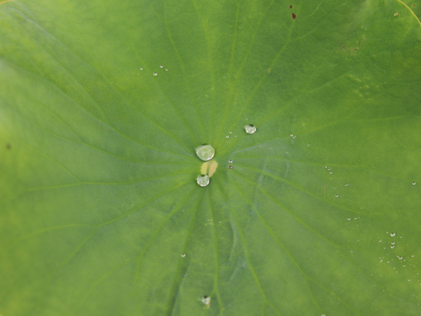un zoom sur un lotus