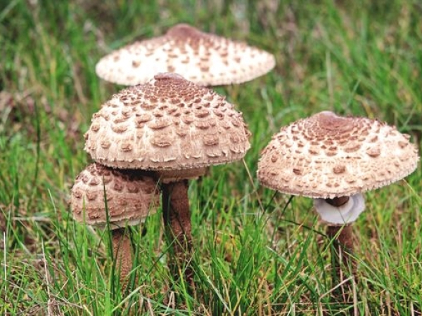 4 champignons entiers marrons clairs qui poussent dans l'herbe