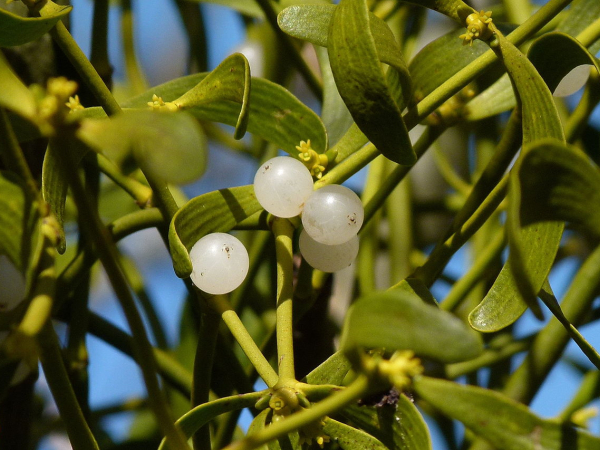 Des petites boules blanches transparentes dans un arbre