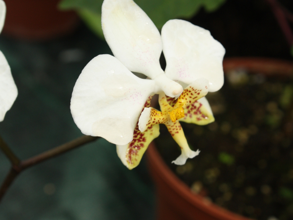 La fleur de Phalaenopsis en gros plan