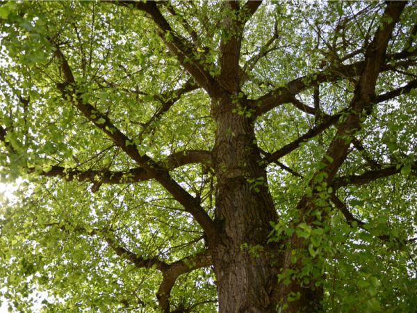 Prix de l'arbre