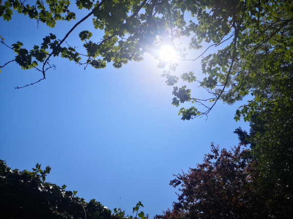 Soleil et arbre 