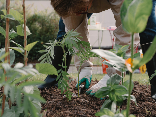 Main en train de planter 