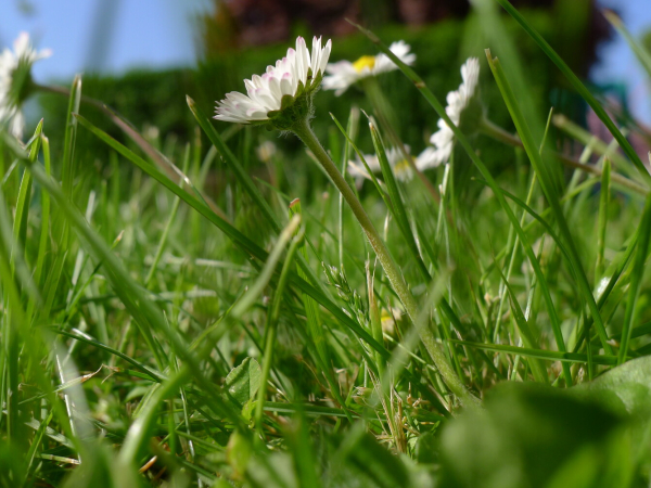 28267-Paquerettes-Ville_de_Caen-1500px