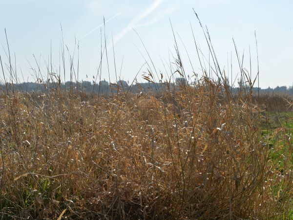 527593-La_roseliere_de_la_prairie-___Ville_de_Caen