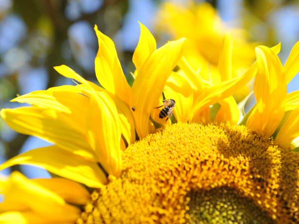 8357-Abeille_et_tournesol-Francois_DECAENS___Ville_de_Caen