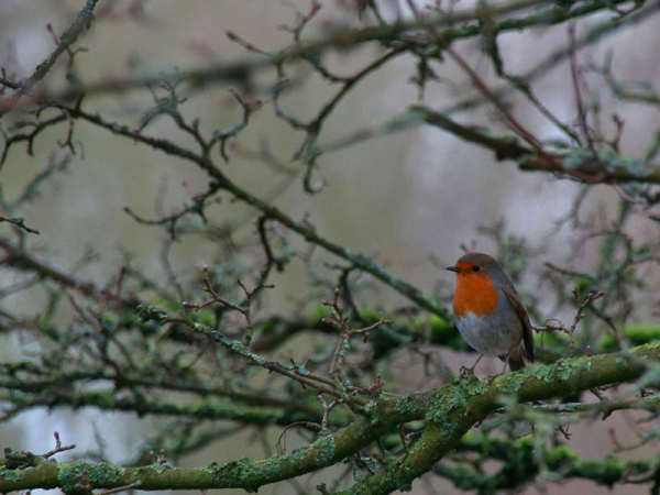 Oiseau dans un arbre
