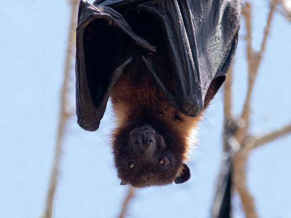 cifer88-bat-7295230_1920
