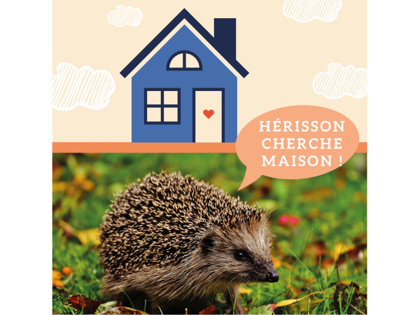 Hérisson cherche maison