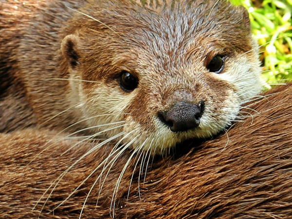 noname_13-otter-1438378_1280