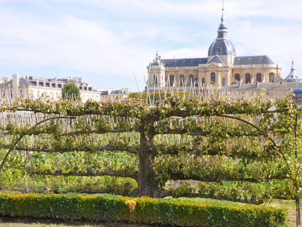 poirer-palmette-horizontale-a-cinq-etages,-potager-du-roi,-v