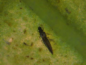 Bête d'orage au microscope sur fond vert