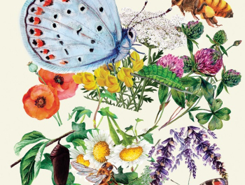 Affiche Jardins d'été 2023 : plantes, papillons, abeilles