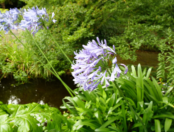 Collection flore au Jardin des Plantes