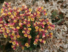 Plantes alpines c.  - Si Griffiths