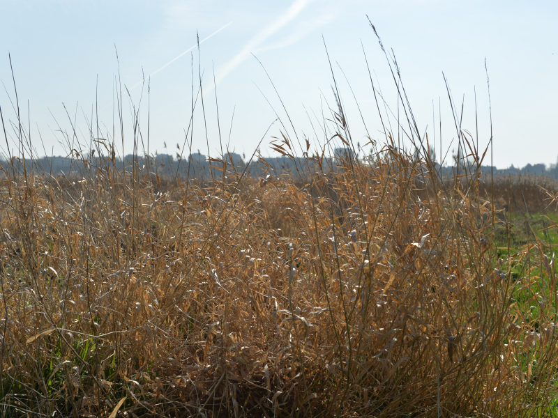 527593-La_roseliere_de_la_prairie-___Ville_de_Caen