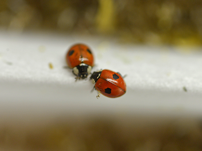 8926-Jardin_des_plantes__distribution_de_coccinelles-Francoi