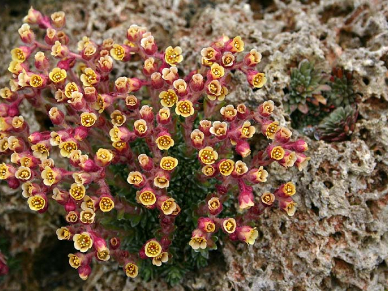 Plantes alpines c.  - Si Griffiths