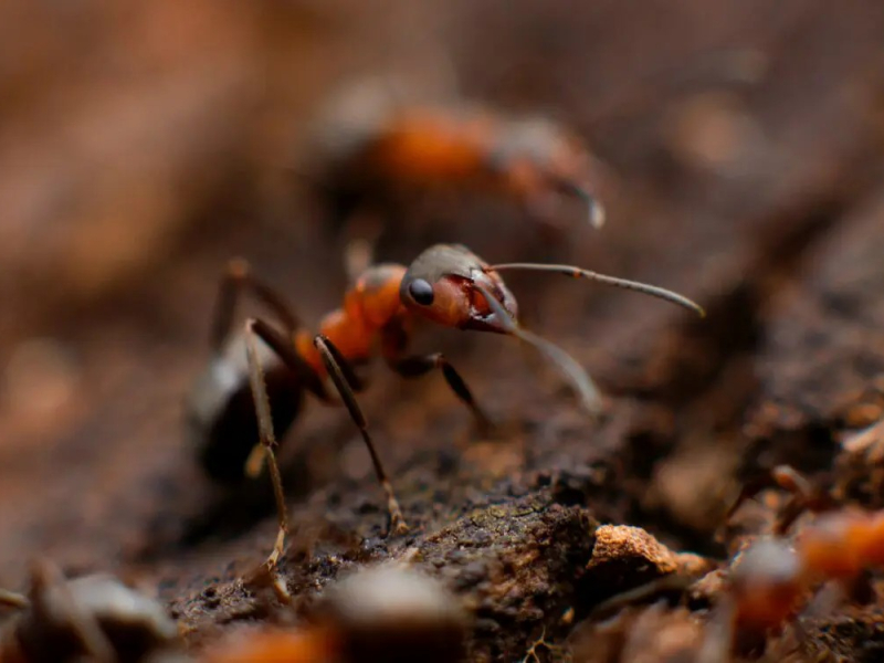 Insectes