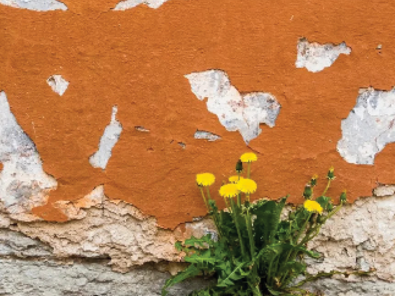 Sauvage de ma rue