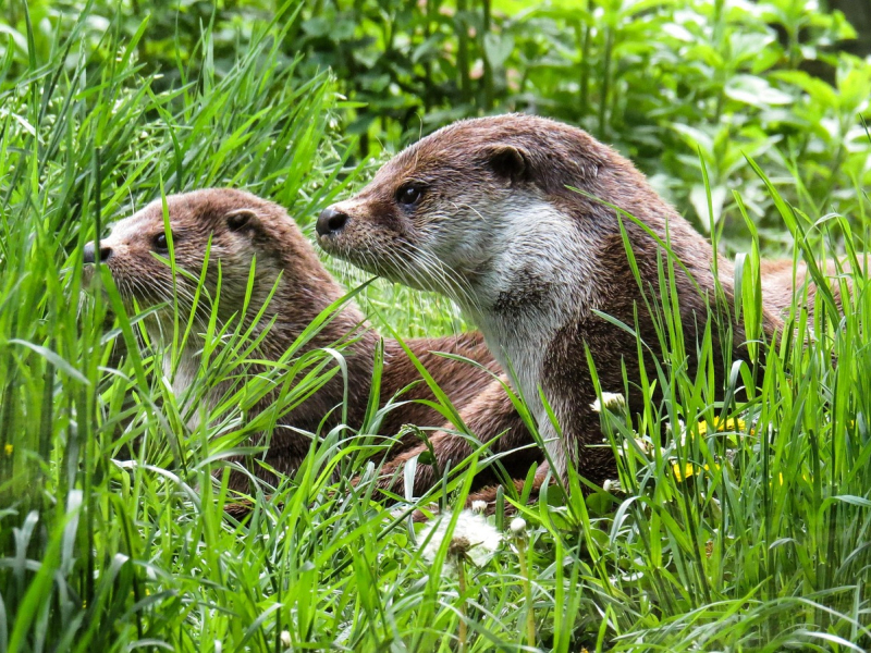otter-779458_1280