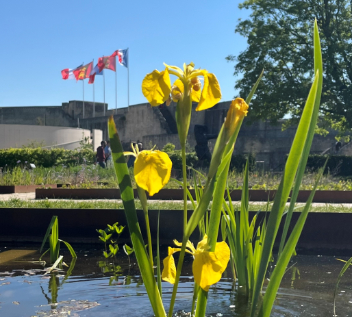 Fleur jaune dans le parc du Château © Ville de Caen / K. Taburet