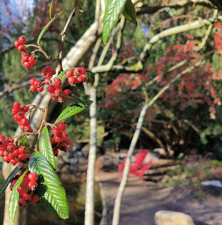 Baies rouges au Jardin des plantes © Ville de Caen / DR