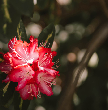 Zoom sur une fleur du Jardin des plantes © Ville de Caen / M. Bouvier