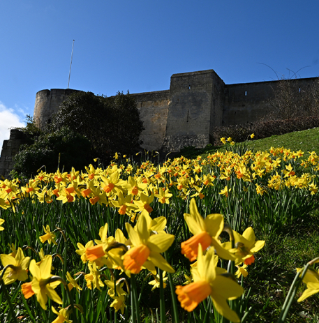 Château et jonquilles © Ville de Caen / A. Kourilenko