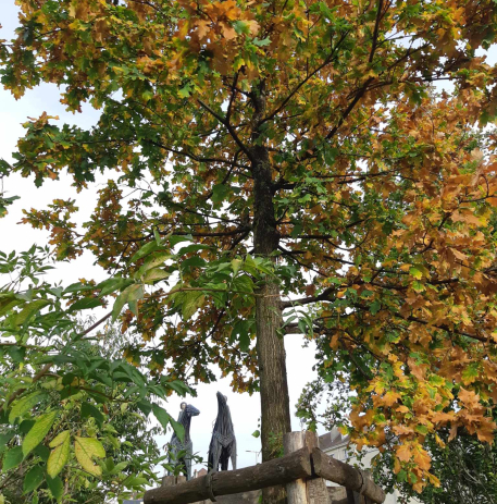 Arbre d'automne devant le château de Caen