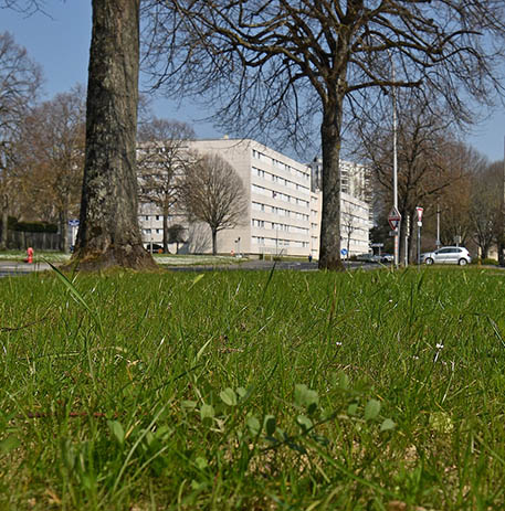Débitumisation - espaces verts aux pieds des arbres