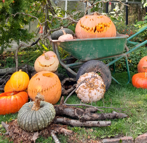 Citrouilles Halloween au Jardin des plantes