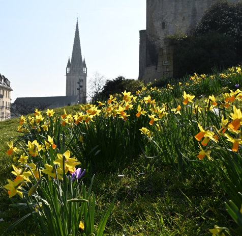 Parterre de fleurs devant le château de Caen