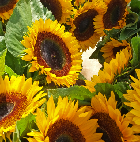 Plan rapproché sur des tournesols © Ville de Caen / F. Decaëns