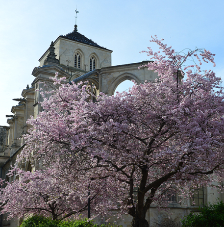 Square Camille Blaisot et ses arbres en fleurs © Ville de Caen / F. Decaëns