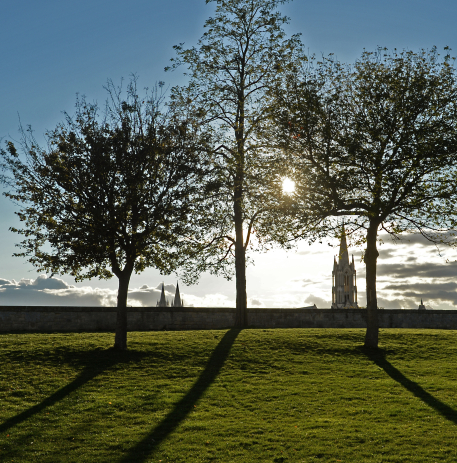 Les arbres veillent sur la ville de Caen