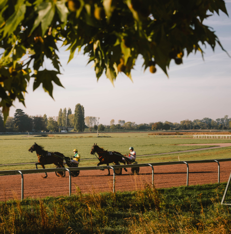 Chevaux à l'entrainement sur la prairie