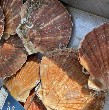 Gros plan sur des coquilles Saint-Jacques