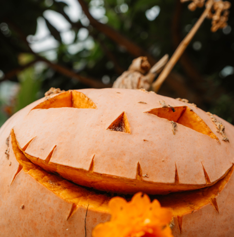 Citrouille en gros plan pour Halloween © Ville de Caen / M. Bouvier
